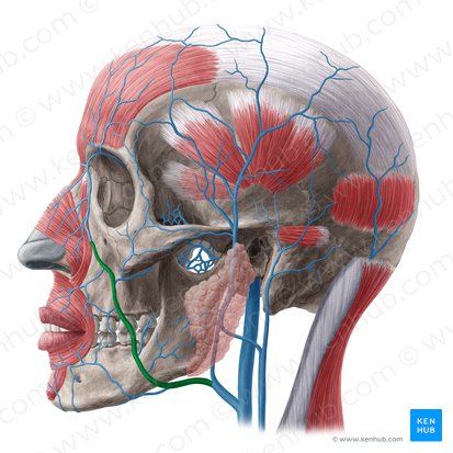 Veia facial (Vena facialis); Imagem: Yousun Koh