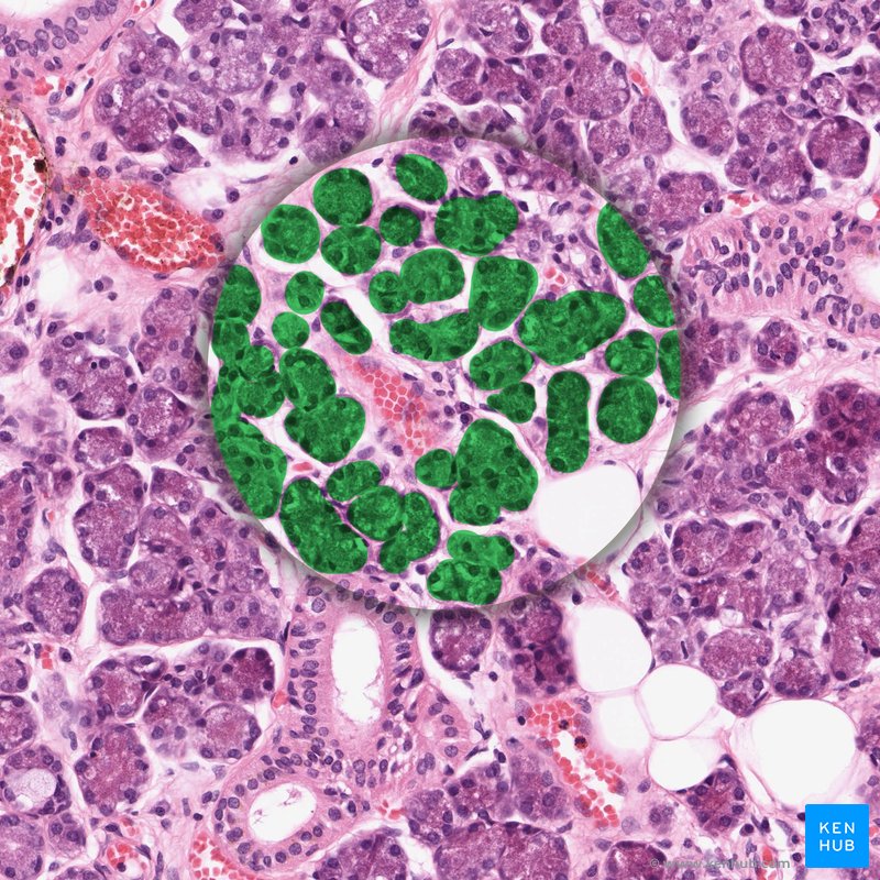 Goblet cells Definition, location, function Kenhub