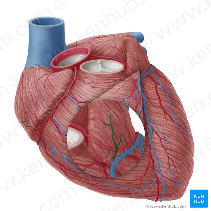 Ramo atrial da artéria circunflexa do coração (Ramus atrialis arteriae circumflexae cordis); Imagem: Yousun Koh