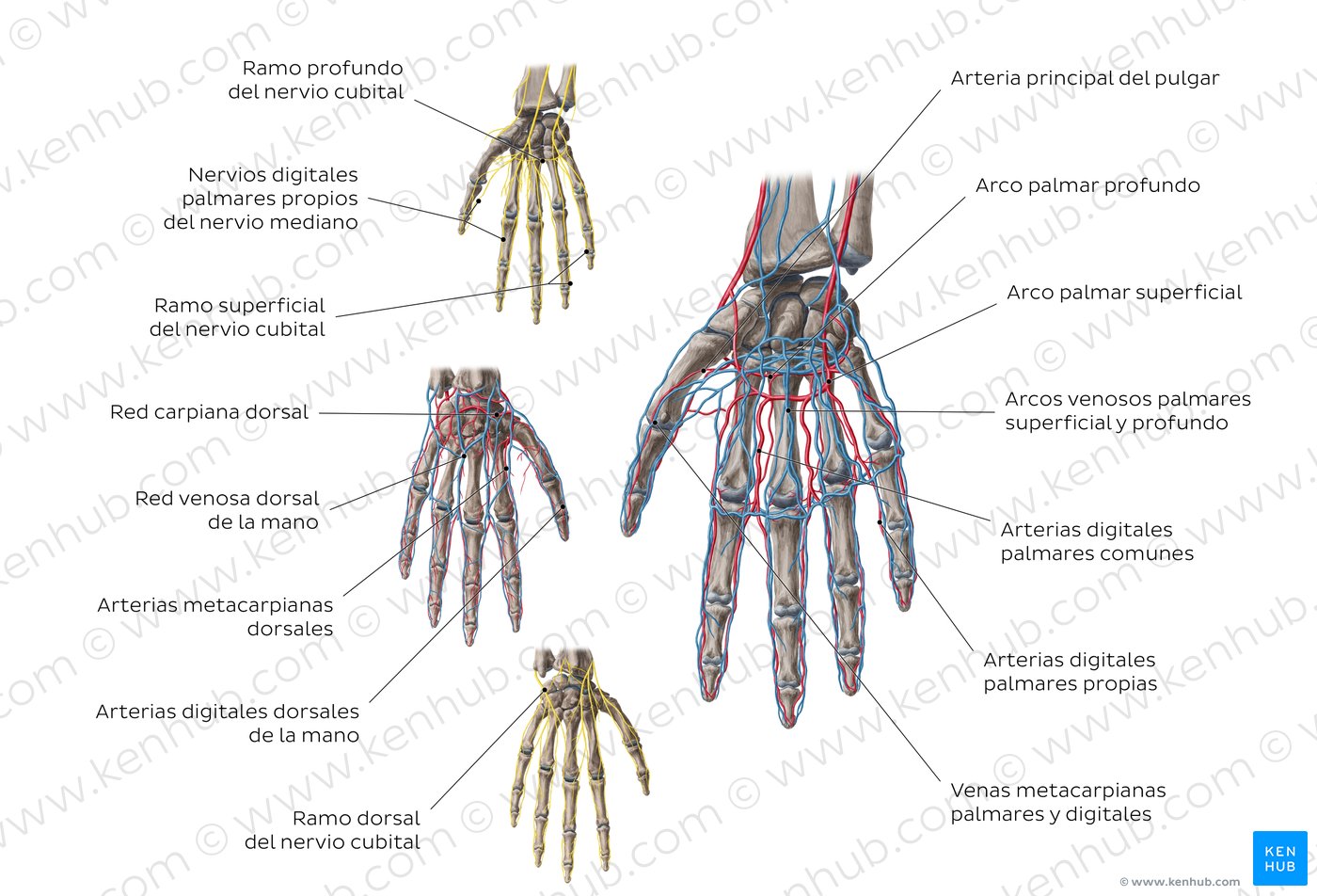 Arterias, venas y nervios de la mano