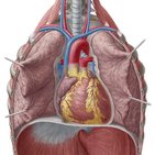 Cardiac cycle