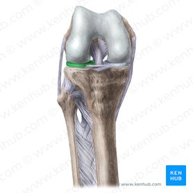 Lateral meniscus (Meniscus lateralis); Image: Liene Znotina