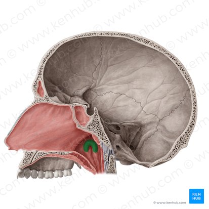 Torus tubarius; Image: Yousun Koh