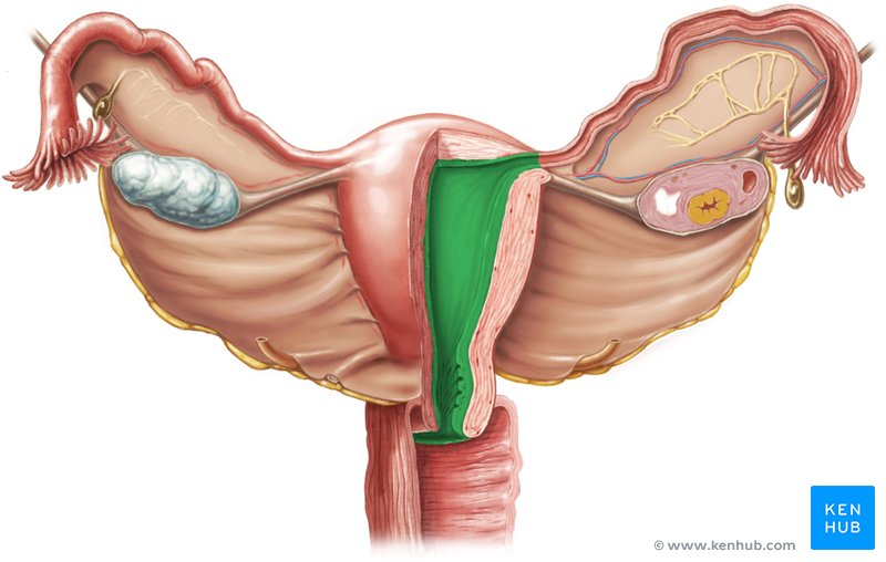 Endometrium - ventral view
