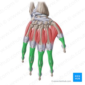 Expansão digital dorsal da mão (Aponeurosis extensoria manus); Imagem: Paul Kim