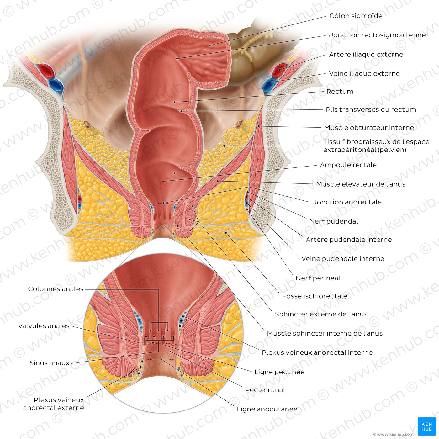 Rectum and anal canal