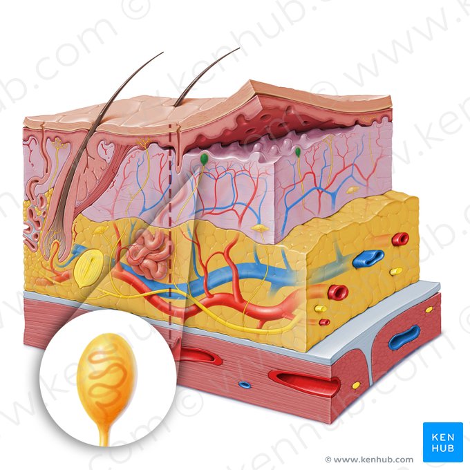 Tactile (Meissner) corpuscle (Corpusculum tactile); Image: Paul Kim