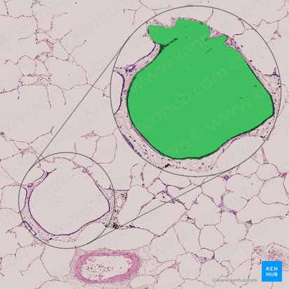 Bronquiolo respiratorio (Bronchiolus respiratorius); Imagen: 