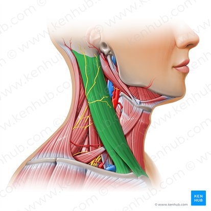 Sternocleidomastoid muscle (Musculus sternocleidomastoideus); Image: Paul Kim