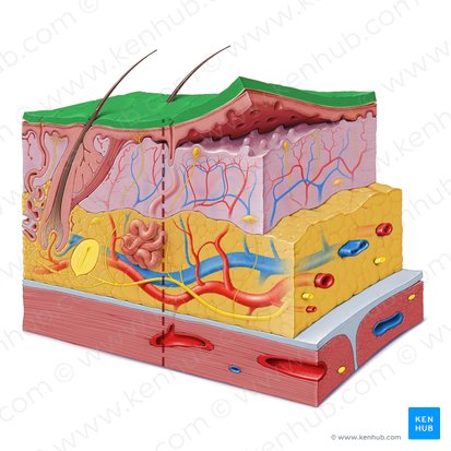 Stratum corneum epidermis (Hornschicht der Epidermis); Bild: Paul Kim