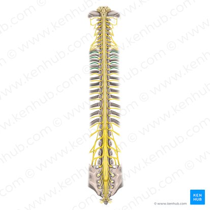 1st-4th intercostal nerves (Nervi intercostales 1-4); Image: Rebecca Betts