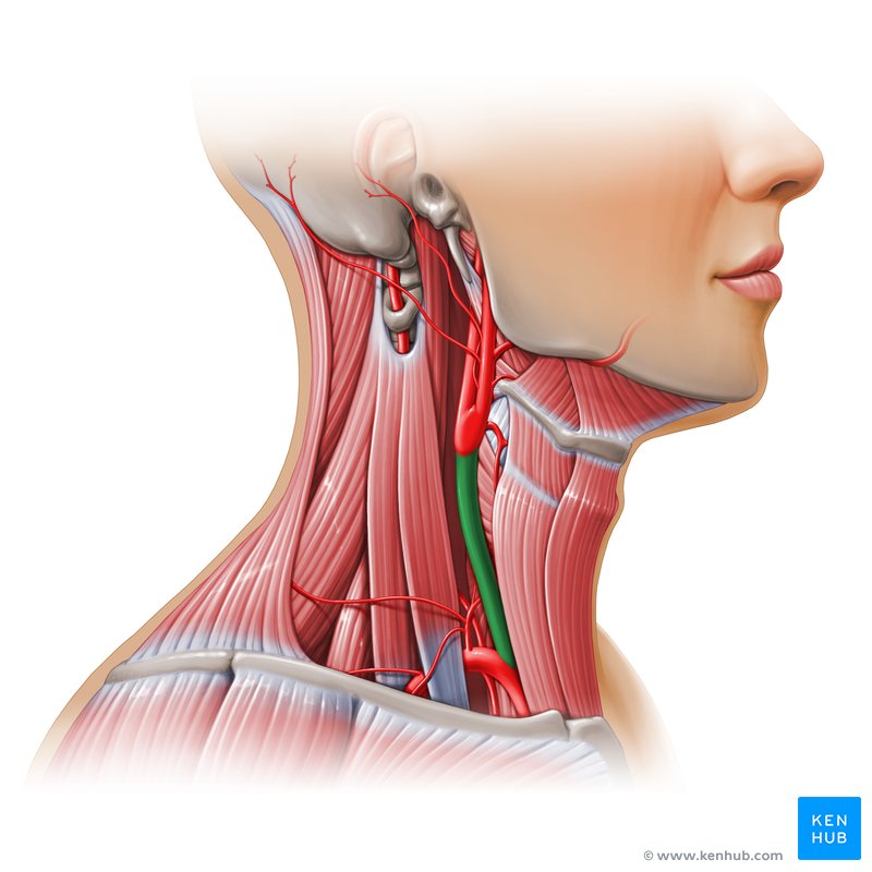 Common carotid artery - lateral view