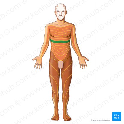 Dermátomo T7 (Dermatoma T7); Imagem: Irina Münstermann