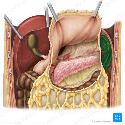 Spleen (Splen); Image: Esther Gollan