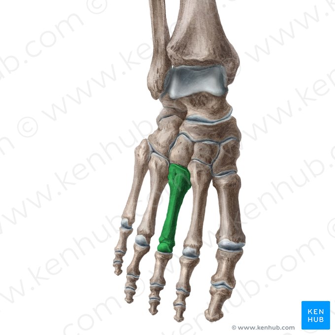 3rd metatarsal bone (Os 3 metatarsi); Image: Liene Znotina
