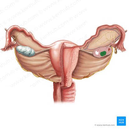 Cuerpo lúteo (Corpus luteum); Imagen: Samantha Zimmerman