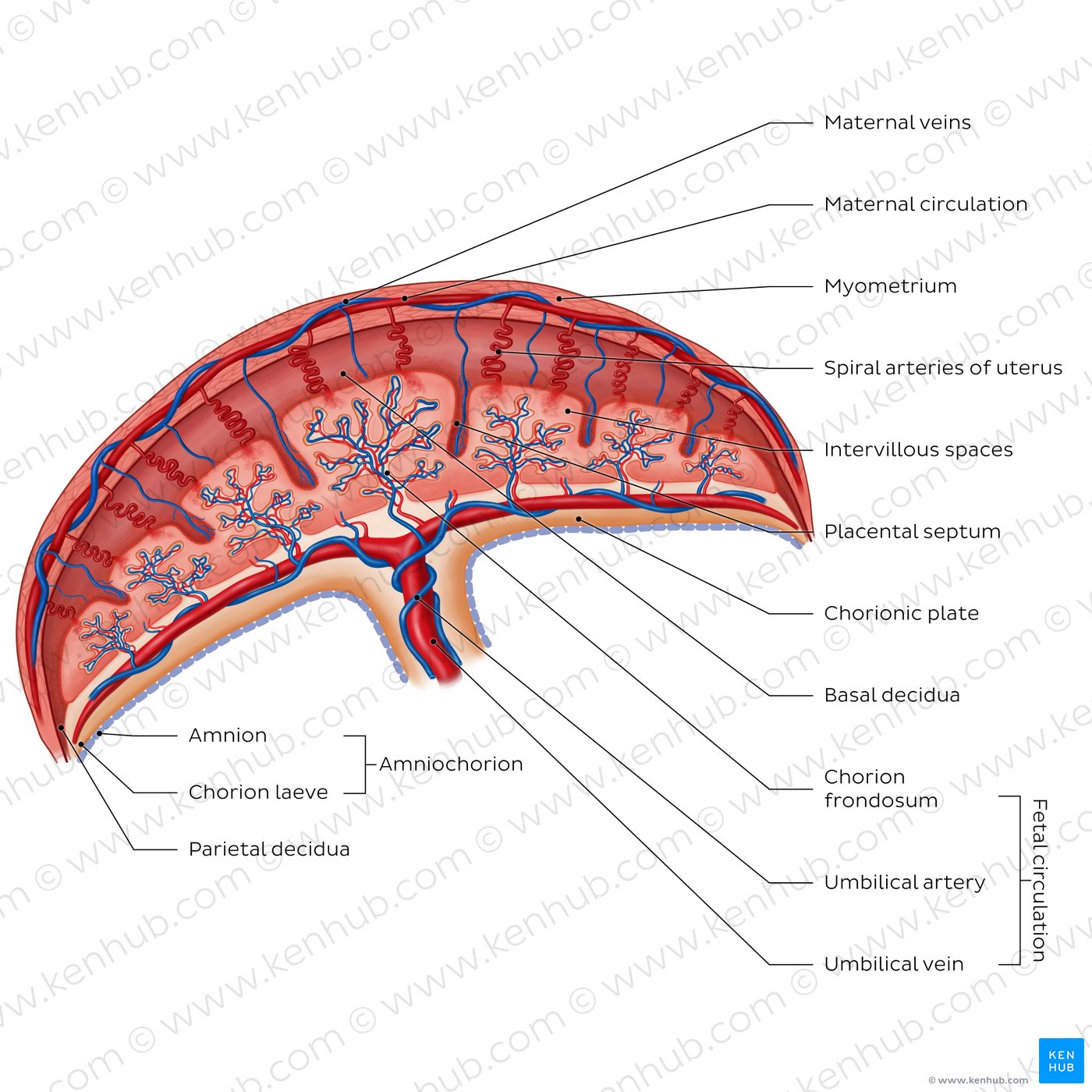 Placenta: anatomy and function | Kenhub