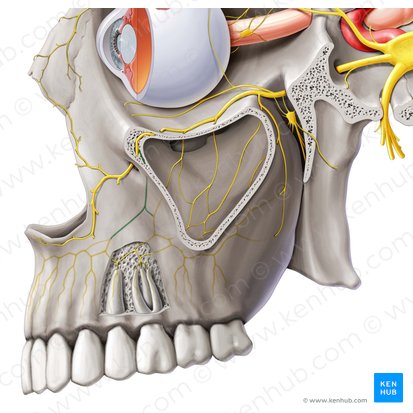 Nervo alveolar superior anterior (Nervus alveolaris superior anterior); Imagem: Paul Kim