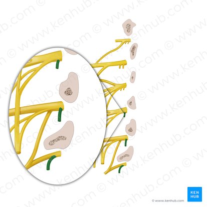 Gray communicating branch of spinal nerve (Ramus communicans griseus nervi spinalis); Image: Begoña Rodriguez