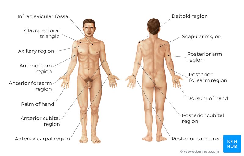 Study the main regions of the upper limb with this handy labeled diagram