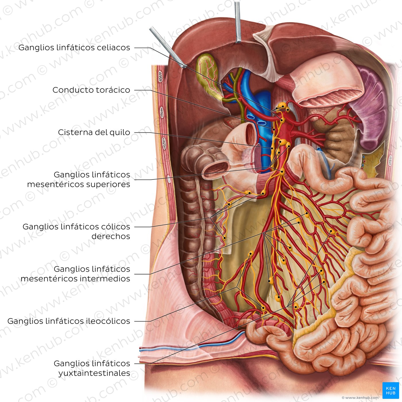 Lymph nodes of the small intestine