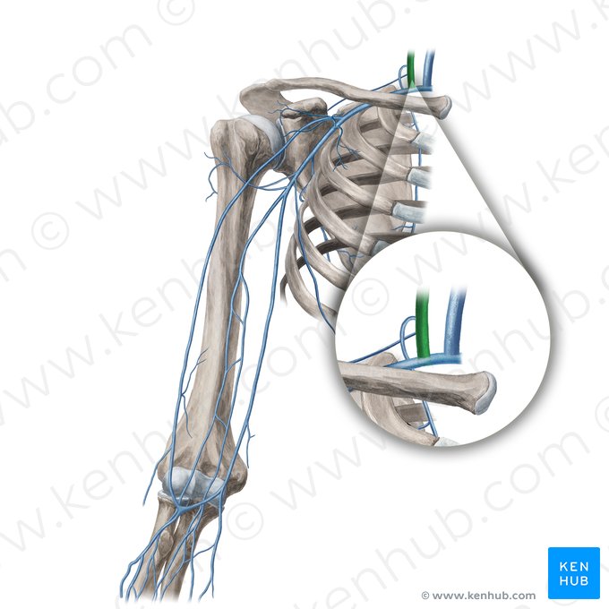 Vena yugular externa (Vena jugularis externa); Imagen: Yousun Koh