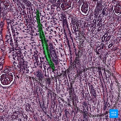 Nephron loop (Ansa nephroni); Image: 