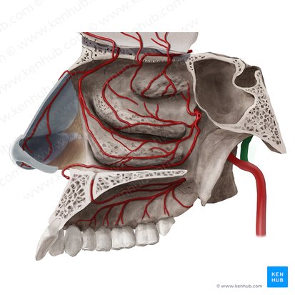 Arteria temporalis superficialis (Oberflächliche Schläfenarterie); Bild: Begoña Rodriguez