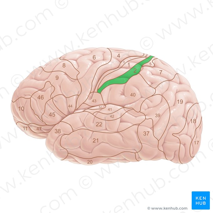 Area Brodmann 2 (Brodmann-Areal 2); Bild: Paul Kim