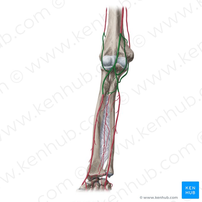 Anastomoses cubitais (Rete articularis cubiti); Imagem: Yousun Koh