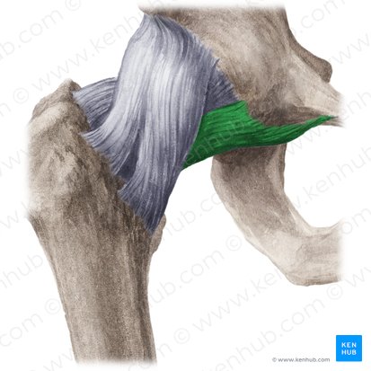 Ligamento pubofemoral (Ligamentum pubofemorale); Imagen: Liene Znotina