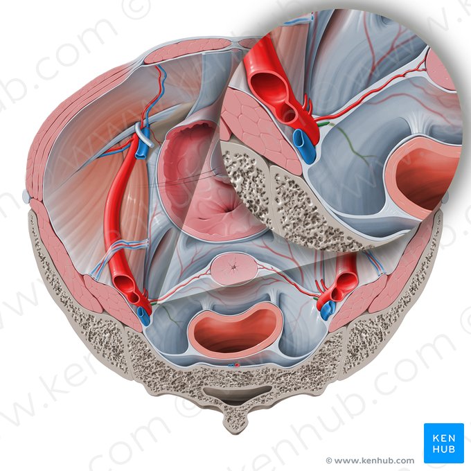 Artéria retal média (Arteria anorectalis media); Imagem: Paul Kim