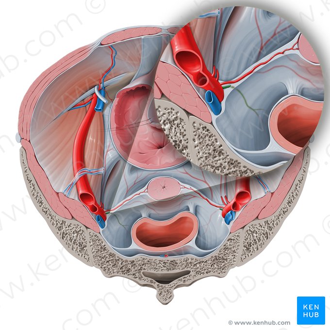 Arteria anorectalis media (Mittlere Mastdarmarterie); Bild: Paul Kim