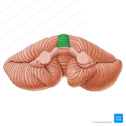 Central lobule of vermis (Lobulus centralis vermis); Image: Paul Kim