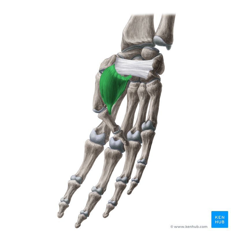 Flexor pollicis brevis muscle (Musculus flexor pollicis brevis)