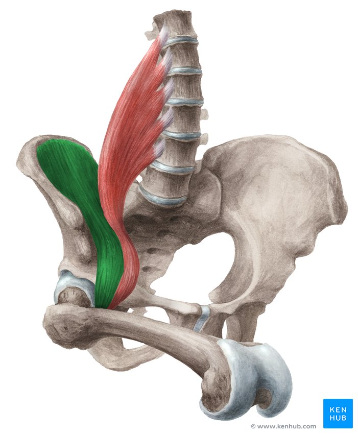 Iliacus muscle - ventral view