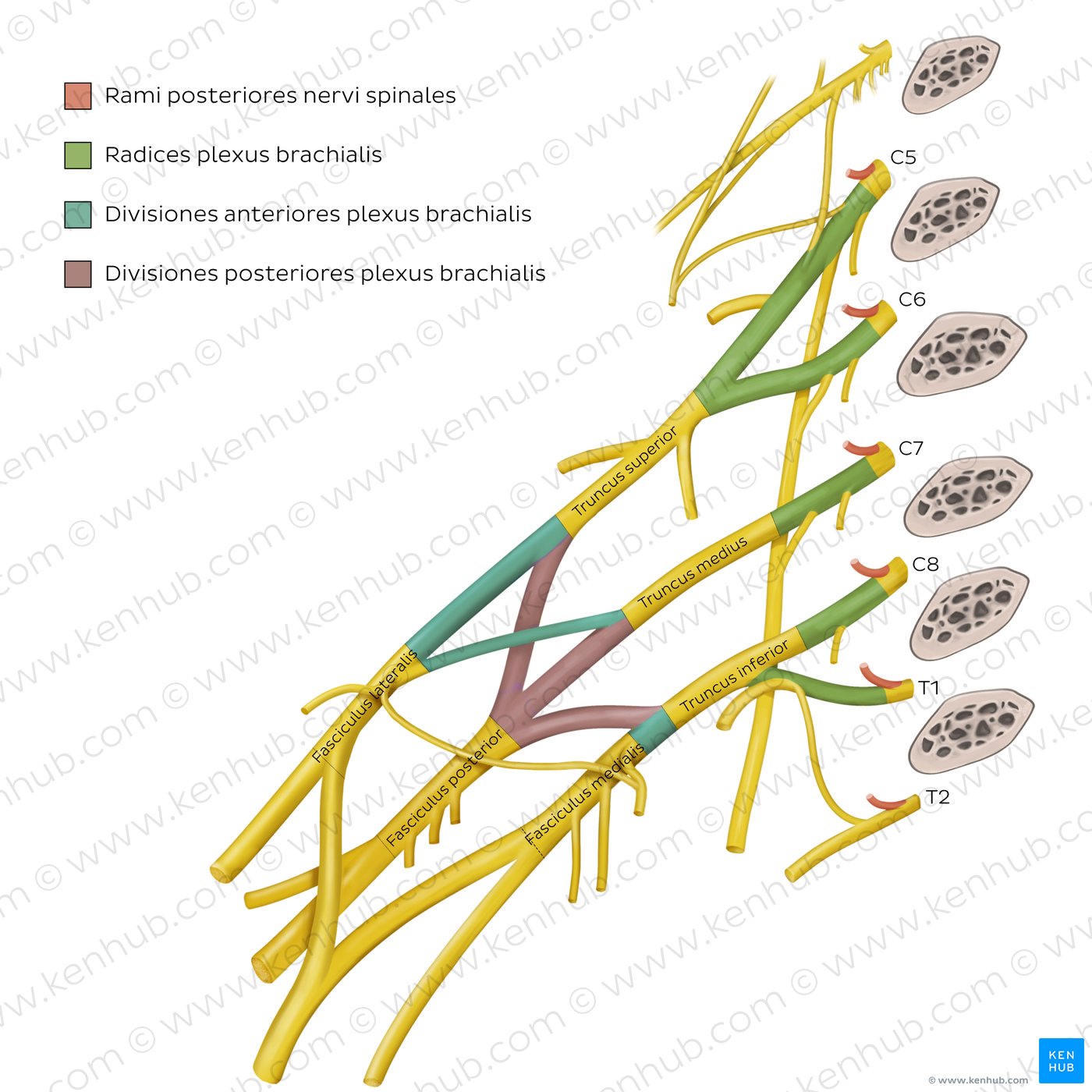 Plexus brachialis