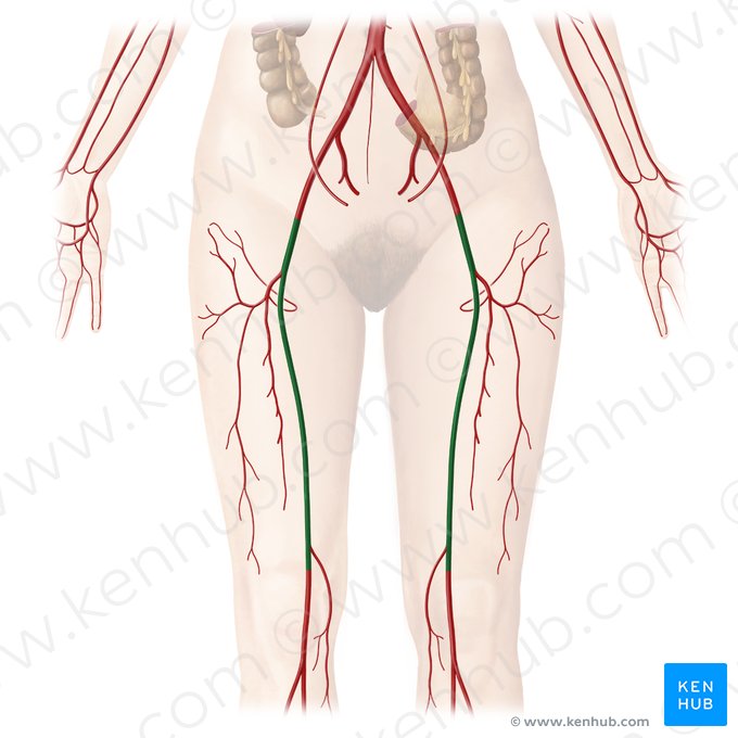 Artéria femoral (Arteria femoralis); Imagem: Begoña Rodriguez