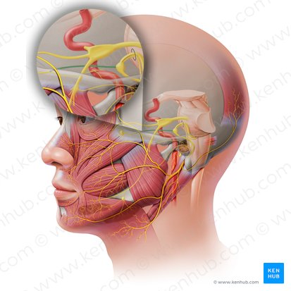 Greater petrosal nerve (Nervus petrosus major); Image: Paul Kim