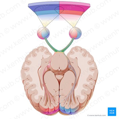 Optic nerve (Nervus opticus); Image: Paul Kim