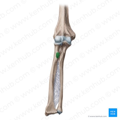 Tuberosidad del radio (Tuberositas radii); Imagen: Yousun Koh