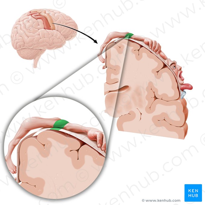 Cortex moteur de l'épaule (Cortex motorius regionis omi); Image : Paul Kim