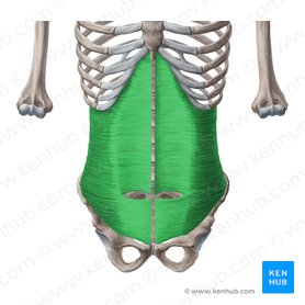 Transversus abdominis muscle (Musculus transversus abdominis); Image: Yousun Koh
