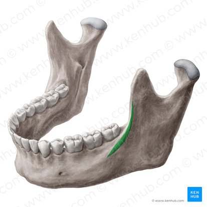 Linha oblíqua da mandíbula (Linea obliqua mandibulae); Imagem: Yousun Koh