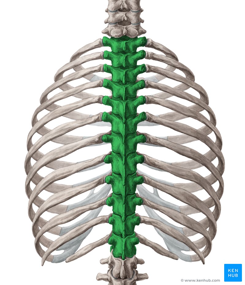 Vértebras torácicas (verde) - vista posterior