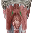 Salpingopharyngeus muscle