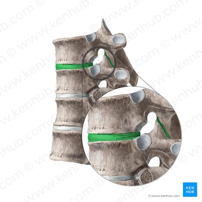 Intervertebral joints (Articulationes intervertebrales); Image: Liene Znotina