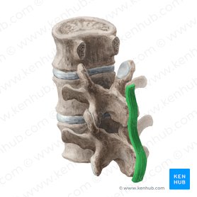 Supraspinous ligament (Ligamentum supraspinale); Image: Liene Znotina