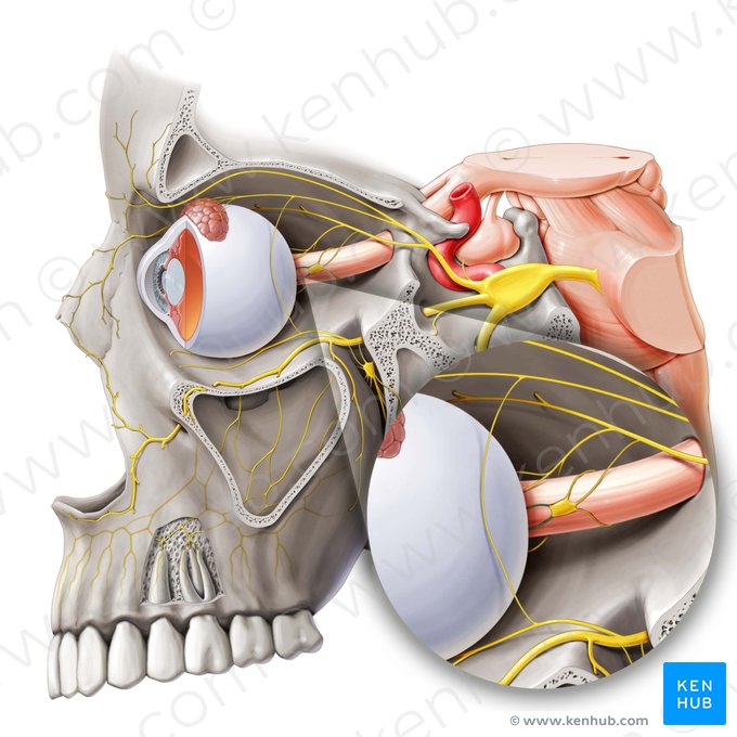 Short ciliary nerves (Nervi ciliares breves); Image: Paul Kim