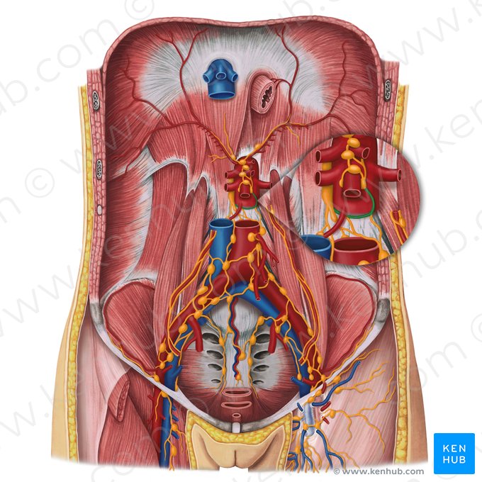 Tronco intestinal (Truncus lymphaticus intestinalis); Imagem: Irina Münstermann